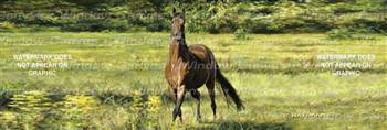 Wild Horse Rear Window Graphic