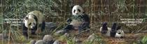 Three Pandas Wildlife Rear Window Graphic