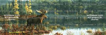 Black Bay Moose Wildlife Rear Window Graphic