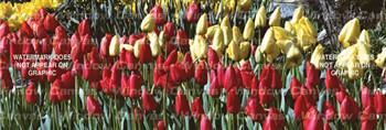 Tulip Field Nature Rear Window Graphic