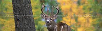 White Tail Wildlife Rear Window Graphic