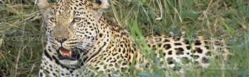 Leopard Wildlife Rear Window Graphic