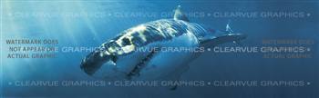 Great White Wildlife Rear Window Graphic