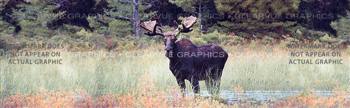 Moose 2 Wildlife Rear Window Graphic