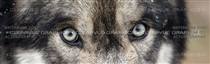 Wolf Eyes Wildlife Rear Window Graphic