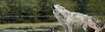 Grey Wolf Wildlife Rear Window Graphic