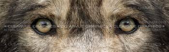 Wolf Eyes 2 Wildlife Rear Window Graphic