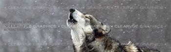 Howling in the Snow Wildlife Rear Window Graphic
