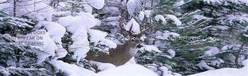 Winter View Wildlife Rear Window Graphic