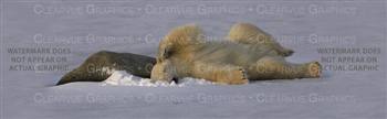 Bear Nap Wildlife Rear Window Graphic
