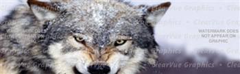 Wolves 3 Wildlife Rear Window Graphic