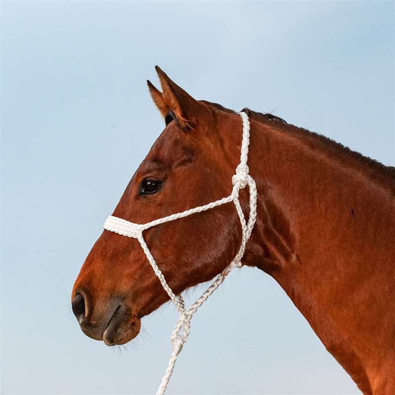 Classic Equine Slicktape Halter and Leadrope