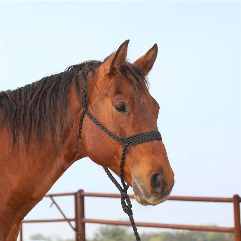 Classic Equine Flat Braid Halter and Leadrope