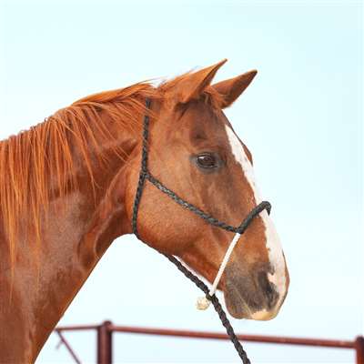 Classic Equine Rope Nose Halter and Leadrope