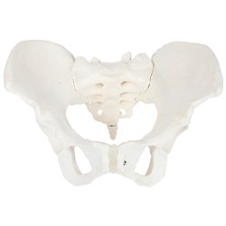 Vinyl Pelvic Skeletal Model