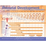 Prenatal Development Chart (Laminated)
