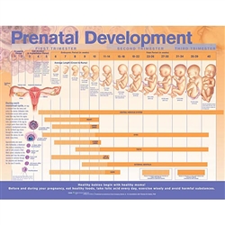 Prenatal Development Chart (Laminated)