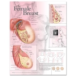 The Female Breast Chart (Laminated)