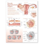 Atlas of Anatomy Female Reproductive Organs Chart (Laminated)