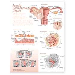 Atlas of Anatomy Female Reproductive Organs Chart (Laminated)