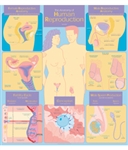 The Anatomy of Human Reproduction Chart