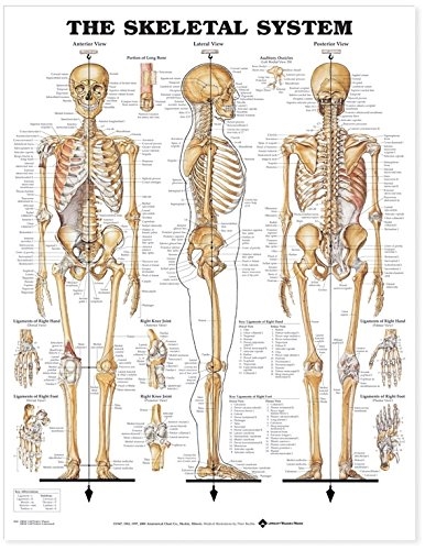 Skeletal System Laminated Chart