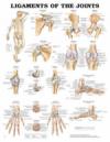 Ligaments of the Joints Chart 20 x26