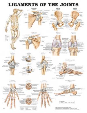 Ligaments of the Joints Chart 20 x26