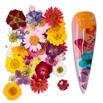 Natural Flowers Mix Colors / Sizes #196