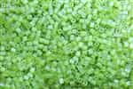 Miyuki Square 4MM Beads 4SB143FR TR MA Lime Green