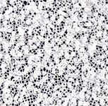 Miyuki Delica Seed Beads 15/0 1 Gram DBS0201 OPL White