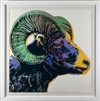 Bighorn Ram - From Endangered Species