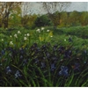 Irises in Spring