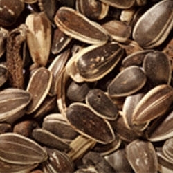 STRIPED SUNFLOWER SEED 50LB