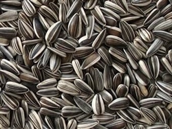 STRIPED SUNFLOWER SEED 25lb