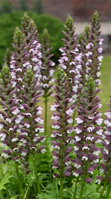 Acanthus Bears Breech Morning Candle
