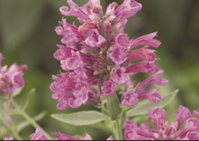 Anice Hyssop Agastache Astromontana Pink Pop