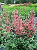 Agastache Hybrid 'Kudos Coral' Hyssop