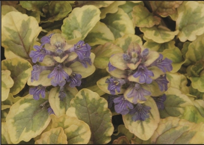 Ajuga Golden Glow