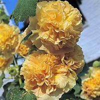 Hollyhock Alcea rosea  'Chater's Golden Yellow'