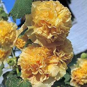 Hollyhock Alcea rosea  'Chater's Golden Yellow'
