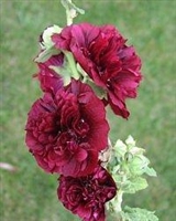 Hollyhock Alcea rosea  'Chater's Maroon'