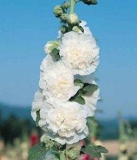 Hollyhock Alcea rosea  'Chater's White'