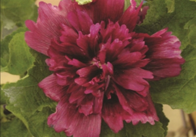 Hollyhock Queeny Purple