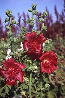 Hollyhock Queeny Red
