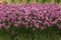 Allium 'GlitterbugÂ® Bee's KneesÂ®'