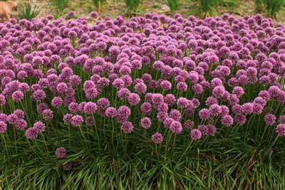 Allium 'GlitterbugÂ® Bee's KneesÂ®'