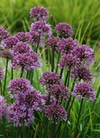 Allium 'Windy City' Ornamental Onion