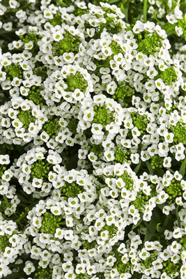 Alyssum White Knight&reg; Lobularia hybrid