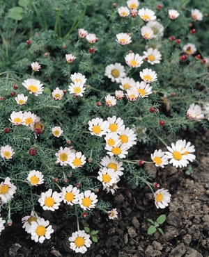 Anacyclus Spring Carpet